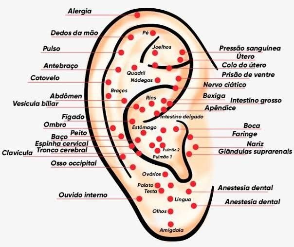 Mapa dos pontos reflexos da orelha utilizados na auriculoterapia